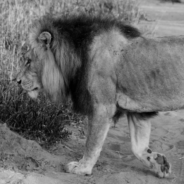 Black White Male Lion — стоковое фото