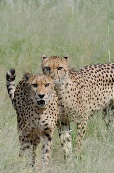 Two Cheetahs Walking Tall Grass — Stock Photo, Image