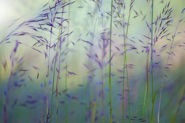 sıradan sihirli SAP