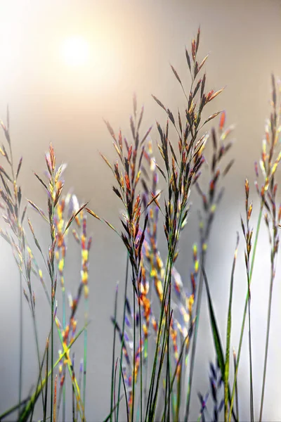 魔法のように着色された草の茎の博士写真 — ストック写真