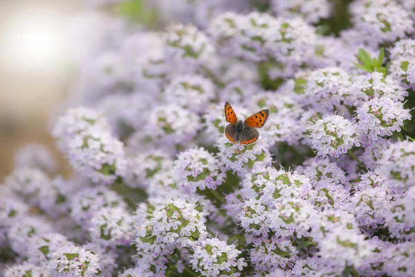 Butterfly landing on flowers — Stock Photo, Image