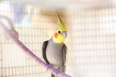 kafeste papağan
