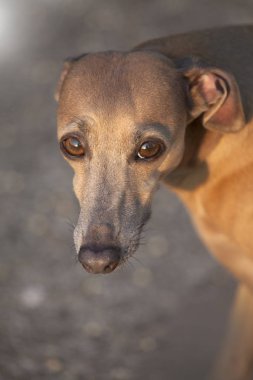 Bu köpek bak