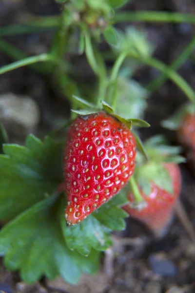 Strawberries Growing Garden Vertical Composition — Stock Photo, Image