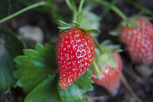 strawberries growing on soil naturally in garden
