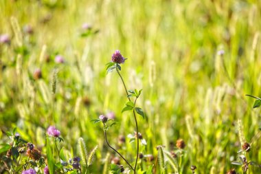 Çimlerin ortasında yonca