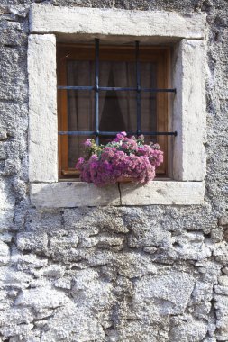 Taş penceredeki çiçekler