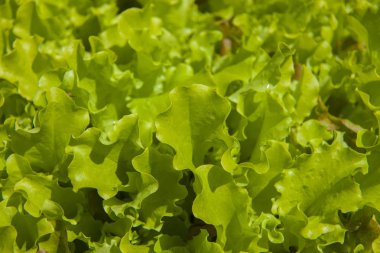 kıvırcık salata 2color