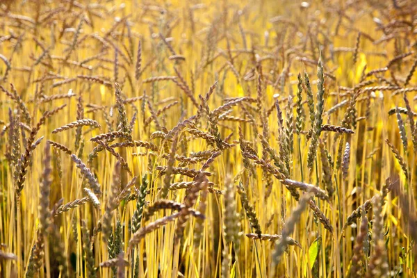 Golden grain Royalty Free Stock Photos