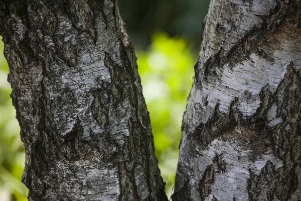 Poplar trunks — Stock Photo, Image