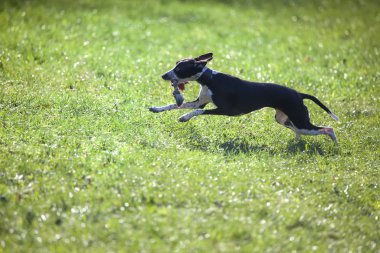 Küçük tazı zıplıyor
