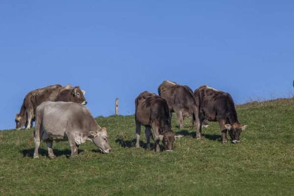 Vacas en el pasto — Foto de Stock