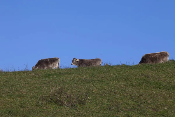 Vacas en pastos — Foto de Stock