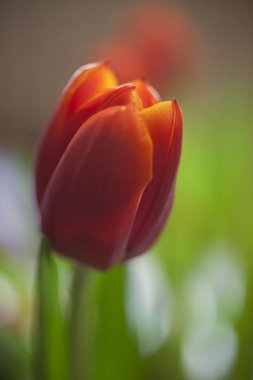 Yeşilde kırmızı lale