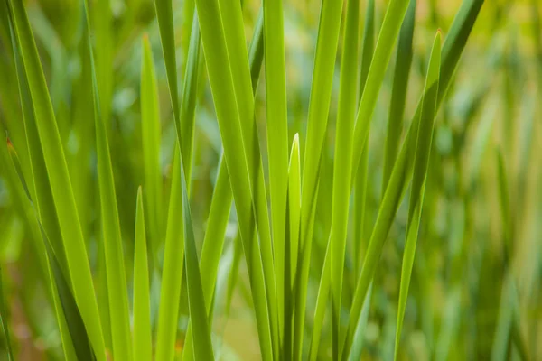Sweet Grass Sweetgrass Plant Hierochloe Odorata Northern North America Eurasia — Stock Photo, Image