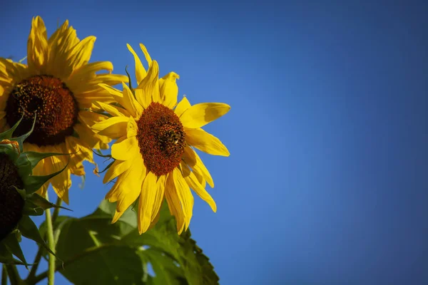 two sunflower flowers