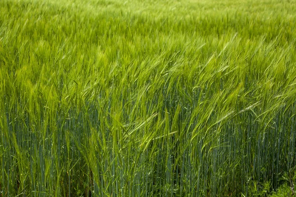 Młoda pszenica na polu — Zdjęcie stockowe
