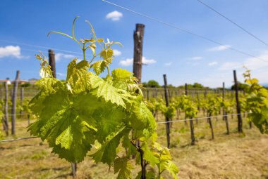 Başlangıçta genç bir sarmaşık 