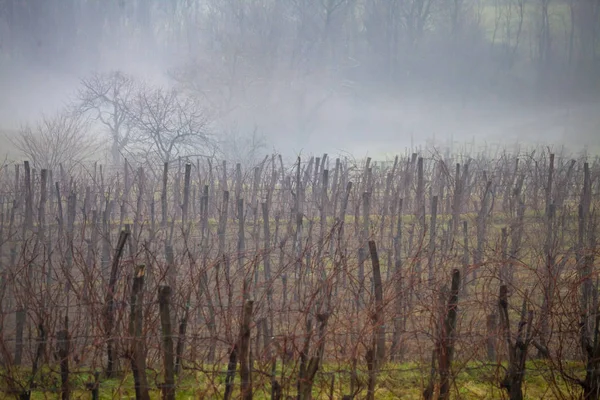 Suddig vingård i dimmig vinter. — Stockfoto