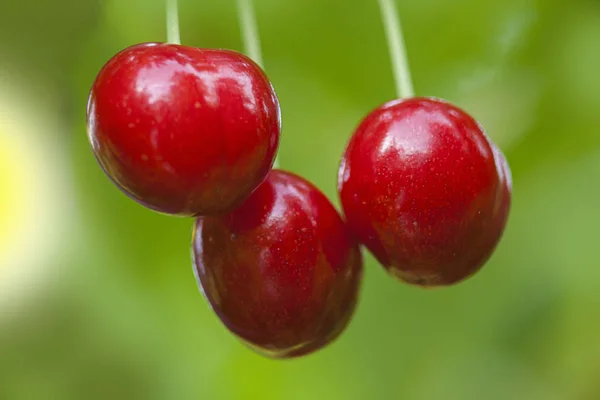 Tres cerezas en desenfoque verde —  Fotos de Stock