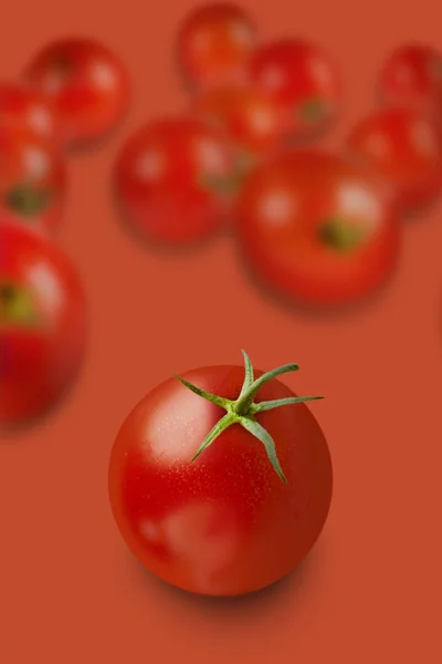 De mooiste tomaat — Stockfoto