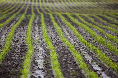 Genç mısırlar bir tarlada, bir dal parçası biraz büyüdüğünde ekilir. resim çizgisinin sadece üçte birine odaklan
