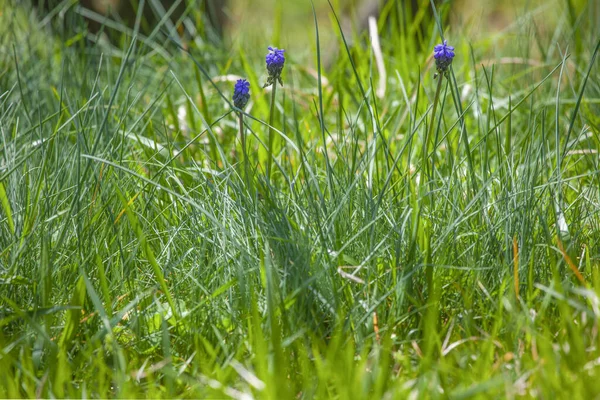 選択されたフォーカスと晴れた日に牧草地でブドウのヒヤシンス — ストック写真