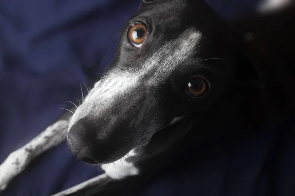 Foto Uma Visão Curiosa Pequeno Galgo Spoty Descansando — Fotografia de Stock