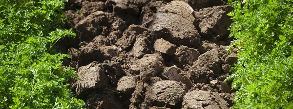 Zdjęcie Wykopanego Gruntu Polu Pomiędzy Dwiema Liniami Pietruszki — Zdjęcie stockowe