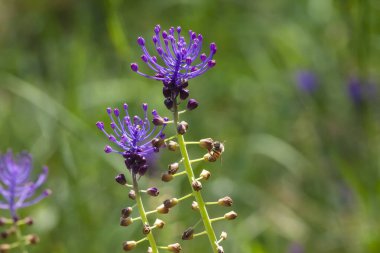 Arılı Mor Muscari Çiçekleri