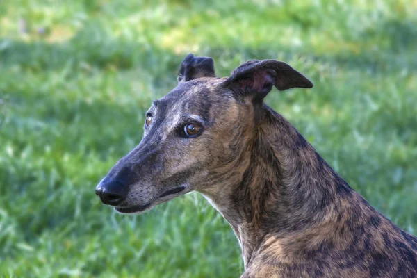 Retrato Galgo Greyhound Sobre Fondo Borroso Pradera — Foto de Stock