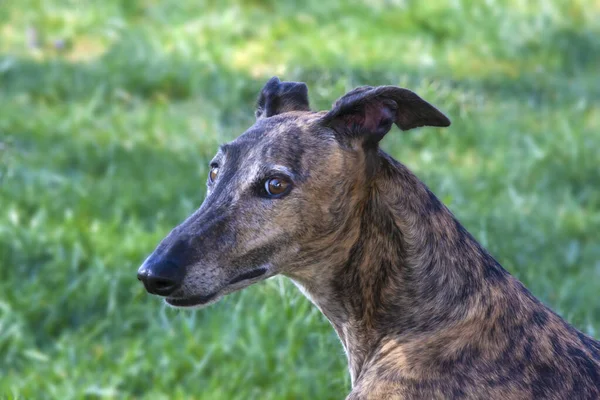Retrato Galgo Greyhound Sobre Fondo Borroso Pradera Fotos de stock libres de derechos