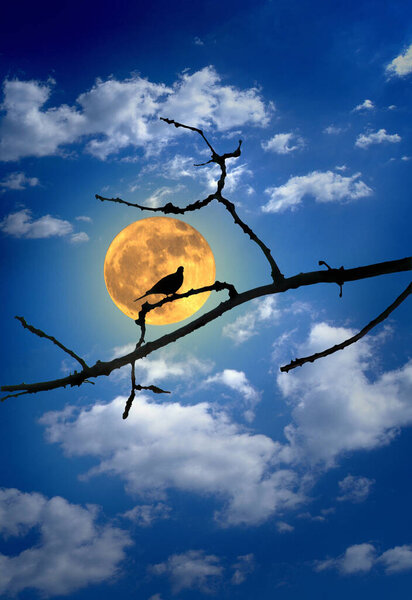 Photo Ilustration of Dove Bird Infront of the Full Yellow Shinny Moon