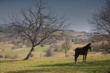 Banjsice Slovenya 'da Yalnız At Bahar Çayırının Başında