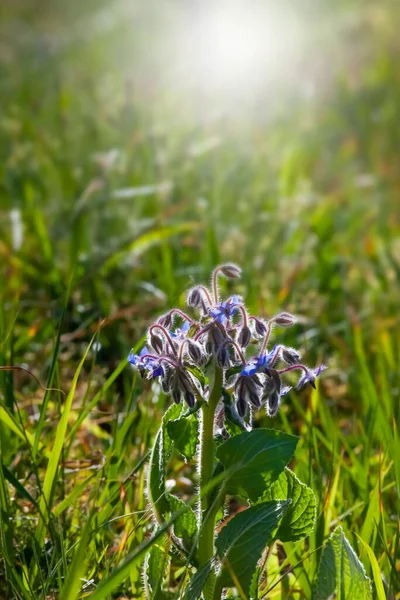 Borragine Borago Officinalis Nella Luce Del Mattino Presto — Foto Stock