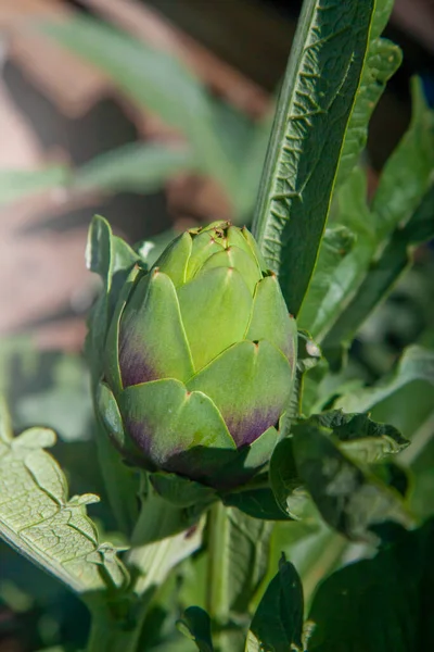 Artichoke Bulb Flower Garden Early Sun Morning — Stock Photo, Image