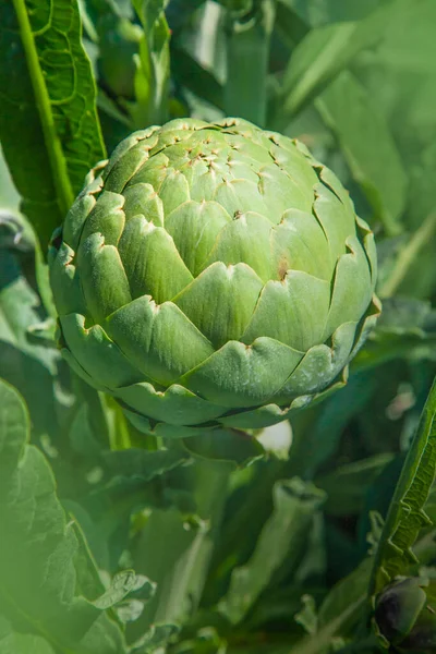 Artichoke Bulb Flower Garden Early Sun Morning — Stock Photo, Image