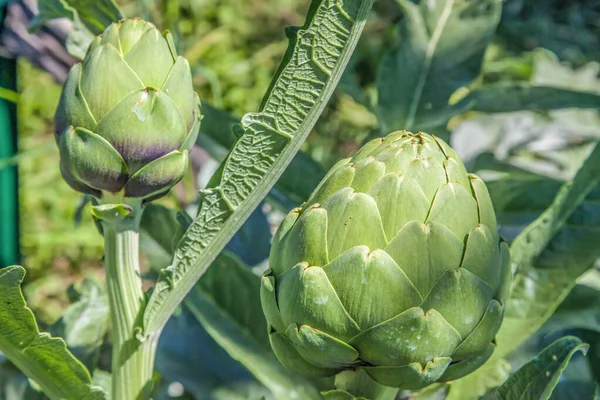 Artisjok Bol Bloemen Tuin Vroege Zon Ochtend — Stockfoto