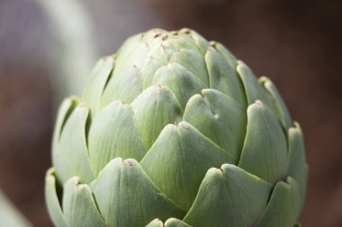  Çok Yakın plan Fotoğraf Enginar Ampulü Erken Gelişim Eyaletinde Toprak Arkaplanda