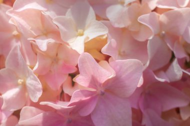 Seçici Odaklanma Hortensi Çiçek Makro Fotoğraf Ayrıntısı