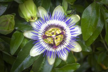 Bulanık Arkaplanda Tatlı Granadilla Çiçeğinin Seçici Odaklanma Macro Fotoğrafı