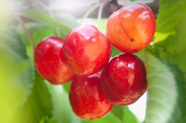 Bulanık Yapraklar Arkaplanında 5 Taze Kiraz