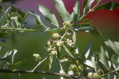 Bahçe Şubesindeki Zeytin Çiçeği 'ne Arı İniş Macro Fotoğrafı