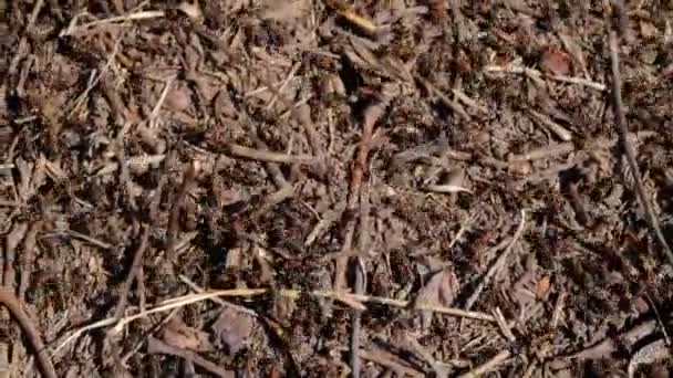 Ant Hill Ants Forest Colony Ants Close Sunlight — Stock Video