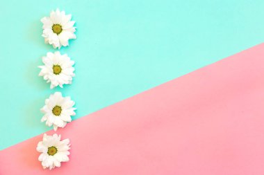 Nane ve pembe arkaplanda kopyalama alanı olan beyaz kasımpatı