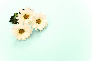 Nane arkaplanda kopyalama alanı olan beyaz kasımpatı