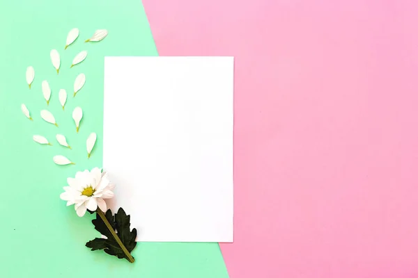 Witte chrysant met kopieerruimte op een groene en roze achtergrond — Stockfoto