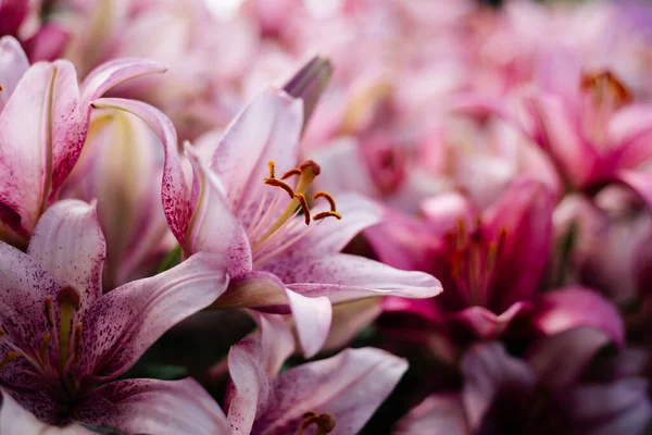 Розовая Лилия Цветет Клумбе Загородном Саду Солнышко Daylight — стоковое фото