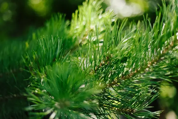 Closeup Photo Green Needle Pine Tree Blurred Pine Needles Background — Stock Photo, Image