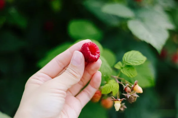 정원에서 라즈베리입니다 — 스톡 사진